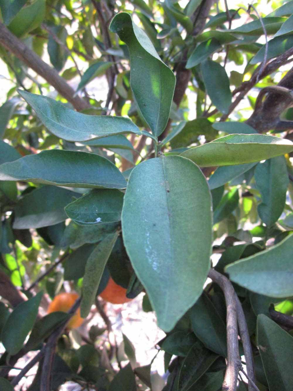            Shade leaves (Winter Haven, FL)   